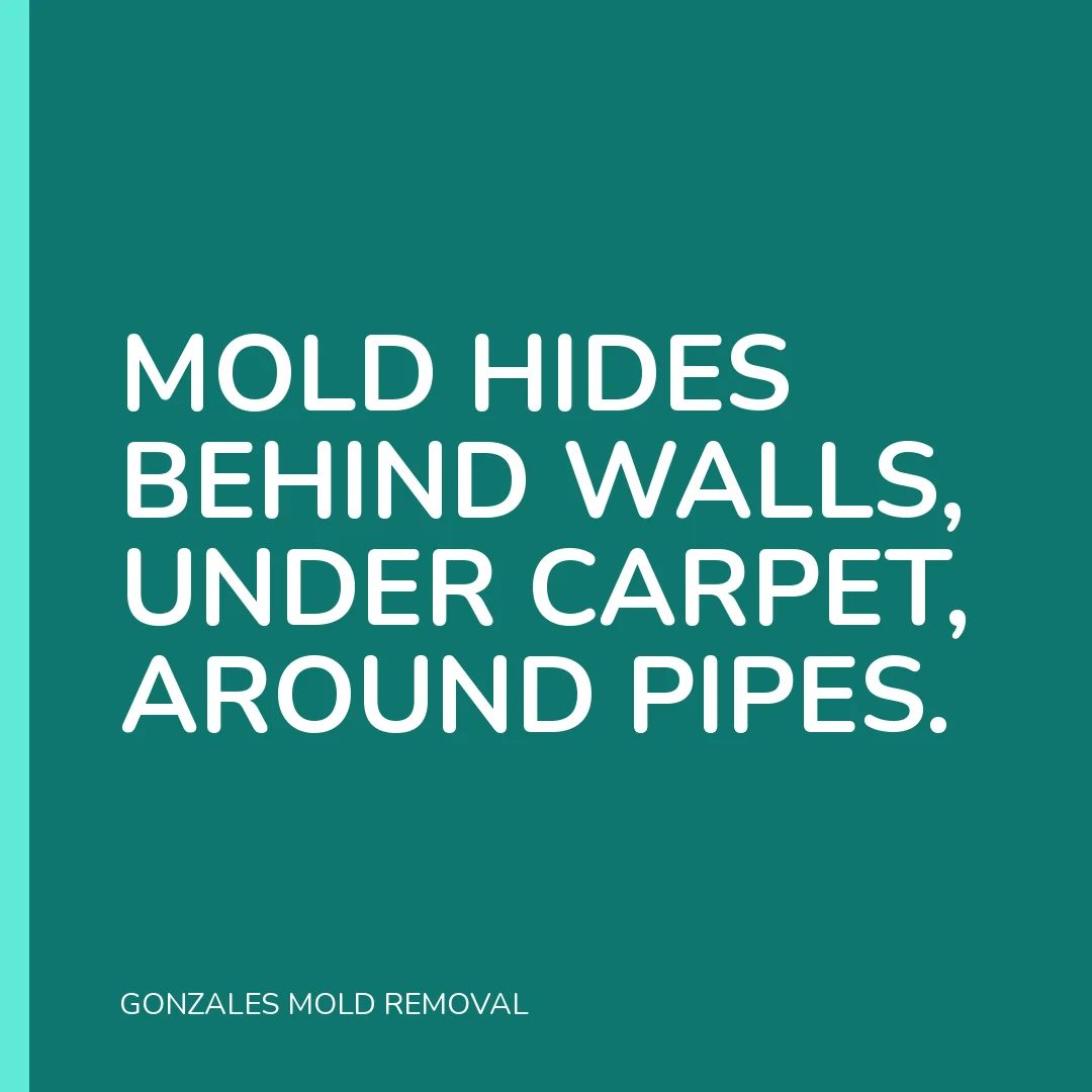Mold hides behind walls, under carpet, around pipes.